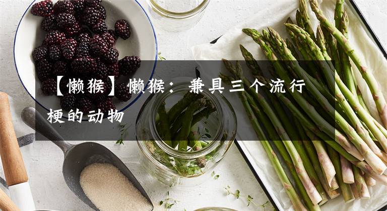 【懒猴】懒猴：兼具三个流行梗的动物