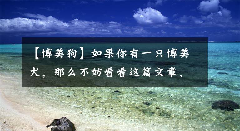 【博美狗】如果你有一只博美犬，那么不妨看看这篇文章，或许会收获许多