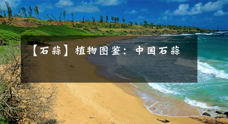 【石蒜】植物图鉴：中国石蒜