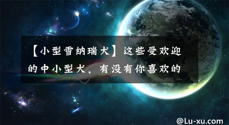 【小型雪纳瑞犬】这些受欢迎的中小型犬，有没有你喜欢的