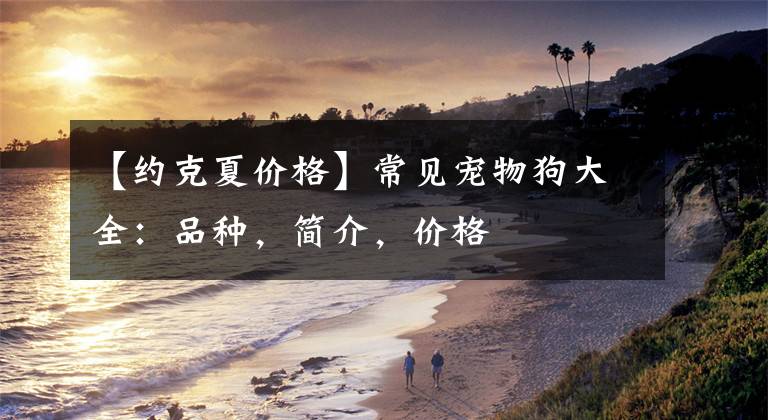 【约克夏价格】常见宠物狗大全：品种，简介，价格