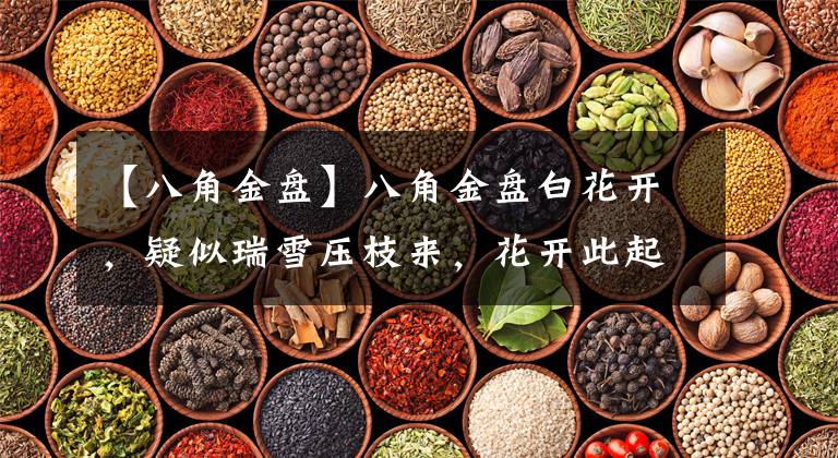 【八角金盘】八角金盘白花开，疑似瑞雪压枝来，花开此起彼伏，别有一番美景
