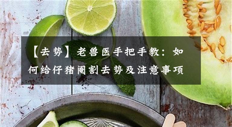 【去势】老兽医手把手教：如何给仔猪阉割去势及注意事项