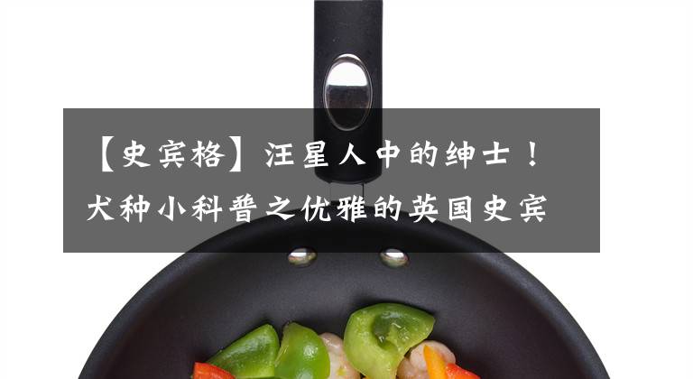 【史宾格】汪星人中的绅士！犬种小科普之优雅的英国史宾格犬！