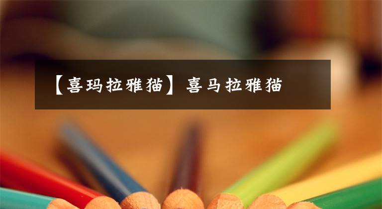 【喜玛拉雅猫】喜马拉雅猫