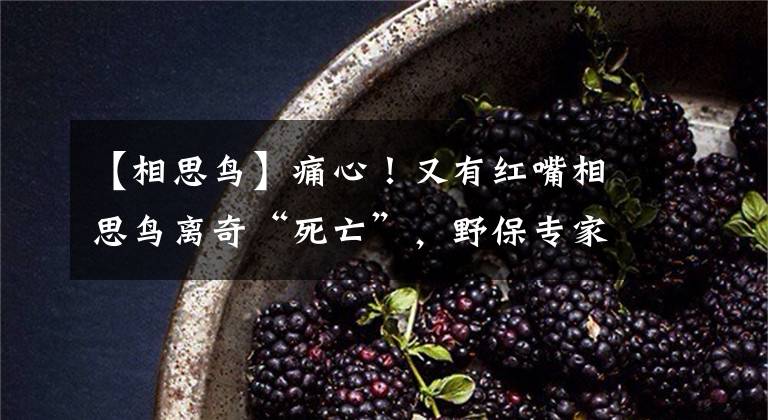 【相思鸟】痛心!又有红嘴相思鸟离奇“死亡”,野保专家这样说