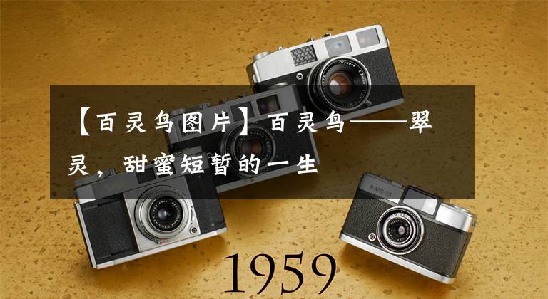 【百灵鸟图片】百灵鸟——翠灵,甜蜜短暂的一生