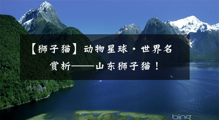 【狮子猫】动物星球·世界名猫赏析——山东狮子猫！