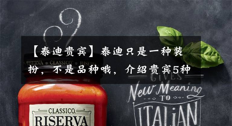 【泰迪贵宾】泰迪只是一种装扮，不是品种哦，介绍贵宾5种装扮