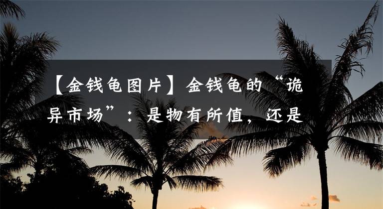 【金钱龟图片】金钱龟的“诡异市场”：是物有所值，还是“控盘”得当？雾里看花