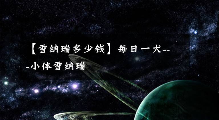 【雪纳瑞多少钱】每日一犬---小体雪纳瑞