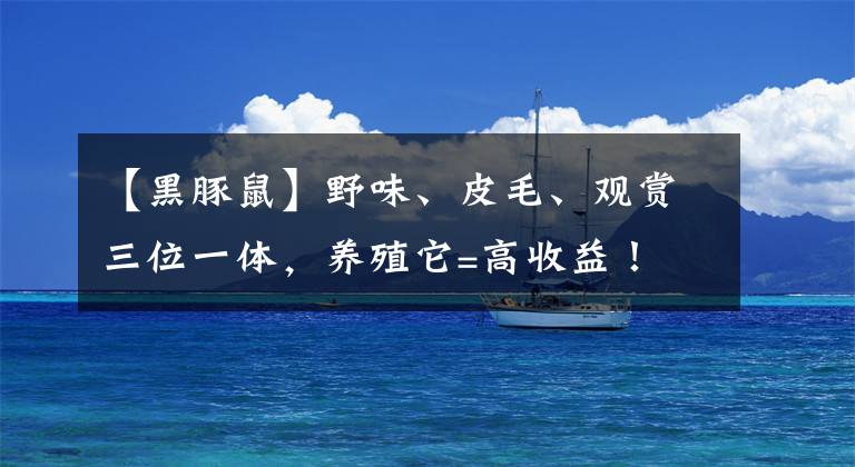【黑豚鼠】野味、皮毛、观赏三位一体，养殖它=高收益！
