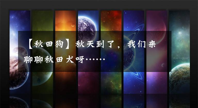 【秋田狗】秋天到了,我们来聊聊秋田犬呀……