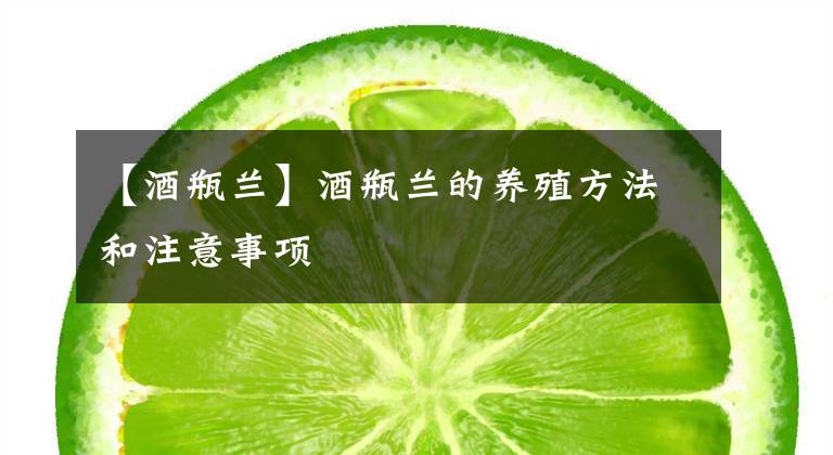 【酒瓶兰】酒瓶兰的养殖方法和注意事项