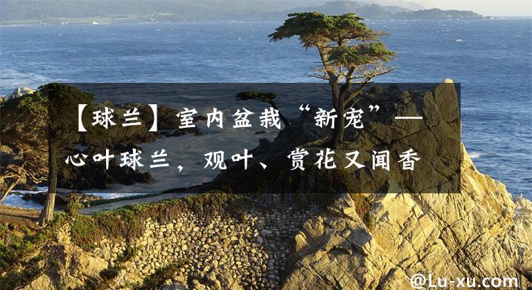 【球兰】室内盆栽“新宠”—心叶球兰,观叶、赏花又闻香,每年开花很多次