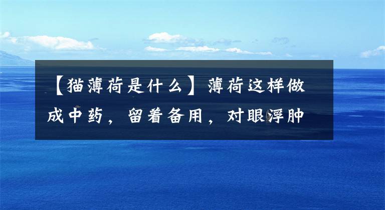 【猫薄荷是什么】薄荷这样做成中药，留着备用，对眼浮肿，咽炎，流鼻血有效