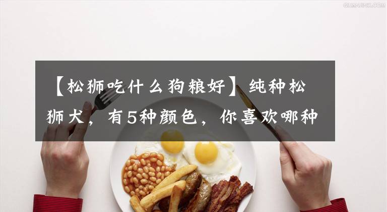 【松狮吃什么狗粮好】纯种松狮犬，有5种颜色，你喜欢哪种颜色的？