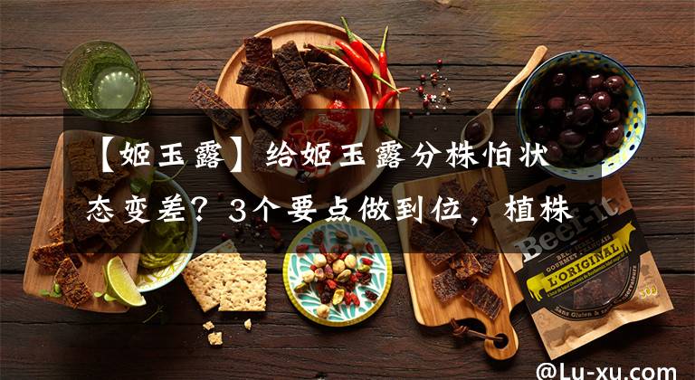 【姬玉露】给姬玉露分株怕状态变差？3个要点做到位，植株照旧叶片饱满