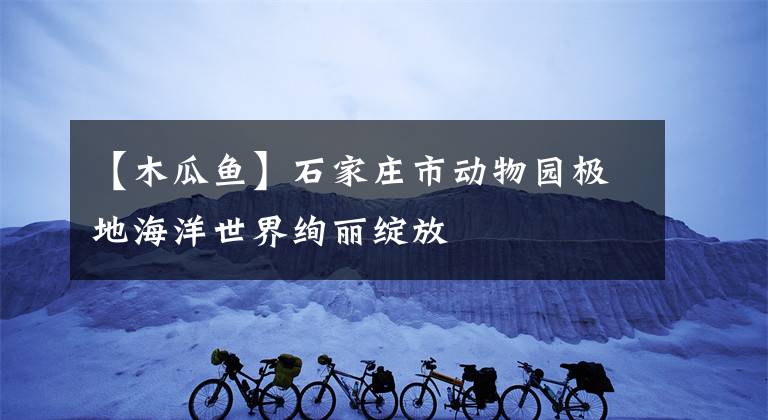 【木瓜鱼】石家庄市动物园极地海洋世界绚丽绽放