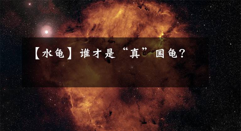 【水龟】谁才是“真”国龟？