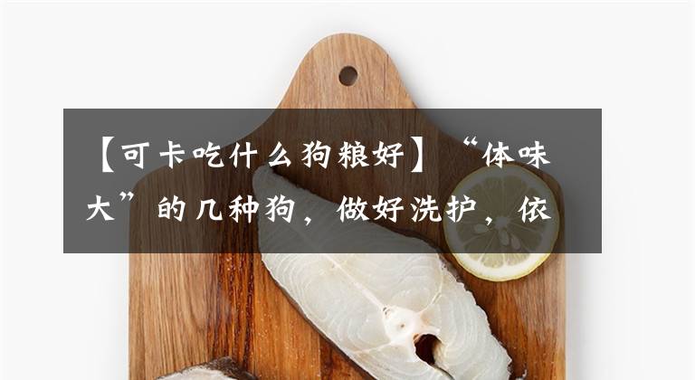 【可卡吃什么狗粮好】“体味大”的几种狗,做好洗护,依旧有味