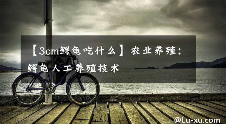 【3cm鳄龟吃什么】农业养殖：鳄龟人工养殖技术