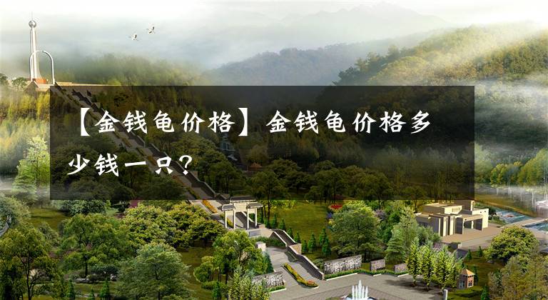 【金钱龟价格】金钱龟价格多少钱一只？