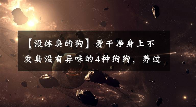 【没体臭的狗】爱干净身上不发臭没有异味的4种狗狗，养过的铲屎官都说好