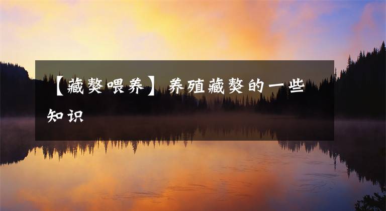 【藏獒喂养】养殖藏獒的一些知识