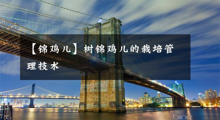 【锦鸡儿】树锦鸡儿的栽培管理技术