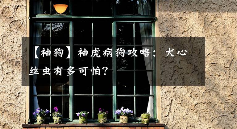 【袖狗】袖虎病狗攻略:犬心丝虫有多可怕?