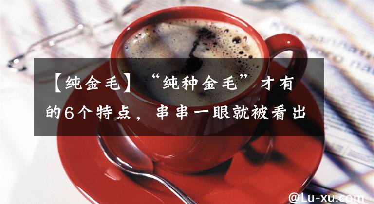 【纯金毛】“纯种金毛”才有的6个特点，串串一眼就被看出来了