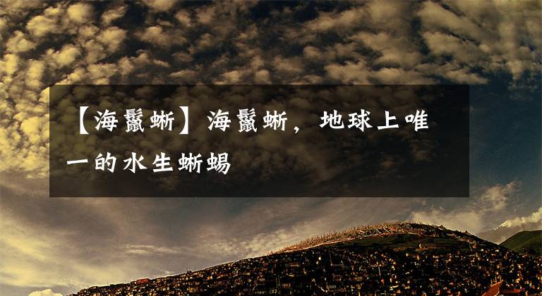 【海鬣蜥】海鬣蜥，地球上唯一的水生蜥蜴