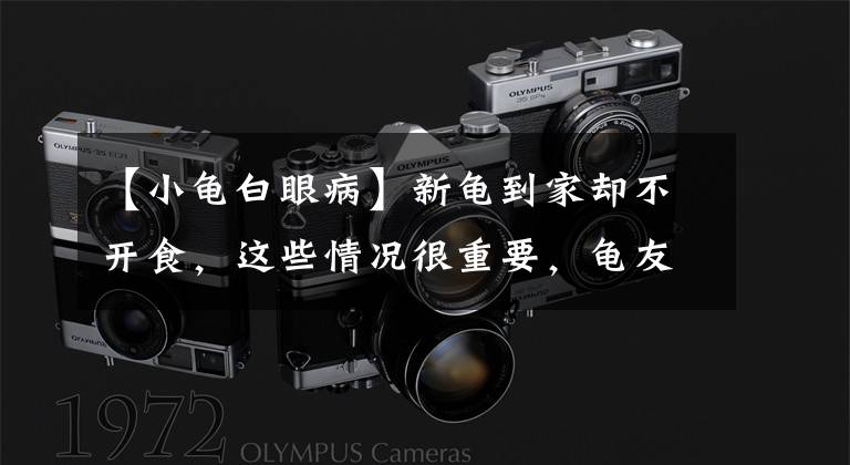 【小龟白眼病】新龟到家却不开食，这些情况很重要，龟友别大意