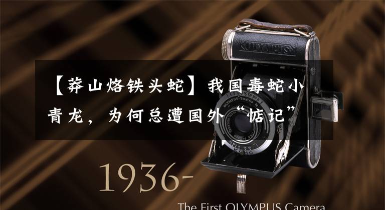 【莽山烙铁头蛇】我国毒蛇小青龙,为何总遭国外“惦记”,凭什么一条价值100万?