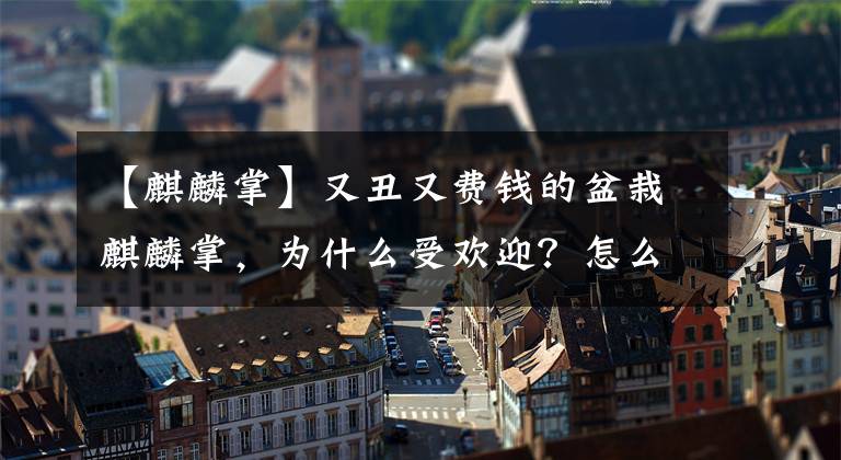 【麒麟掌】又丑又费钱的盆栽麒麟掌，为什么受欢迎？怎么样省心省事些？