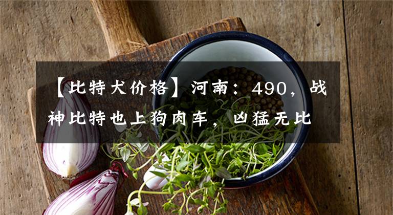 【比特犬价格】河南：490，战神比特也上狗肉车，凶猛无比的狗狗面对狗贩也秒怂