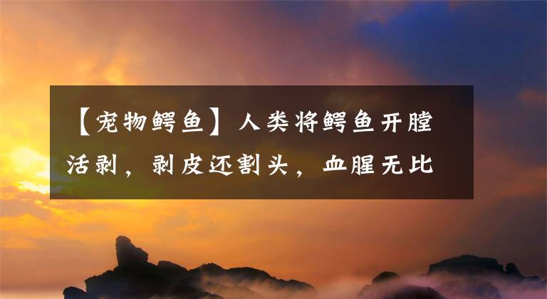 【宠物鳄鱼】人类将鳄鱼开膛活剥,剥皮还割头,血腥无比,过程让人毛骨悚然!