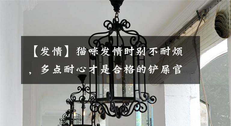 【发情】猫咪发情时别不耐烦，多点耐心才是合格的铲屎官