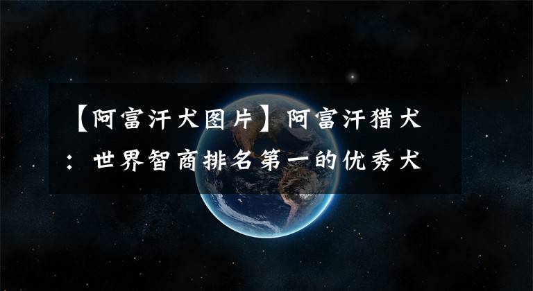 【阿富汗犬图片】阿富汗猎犬：世界智商排名第一的优秀犬