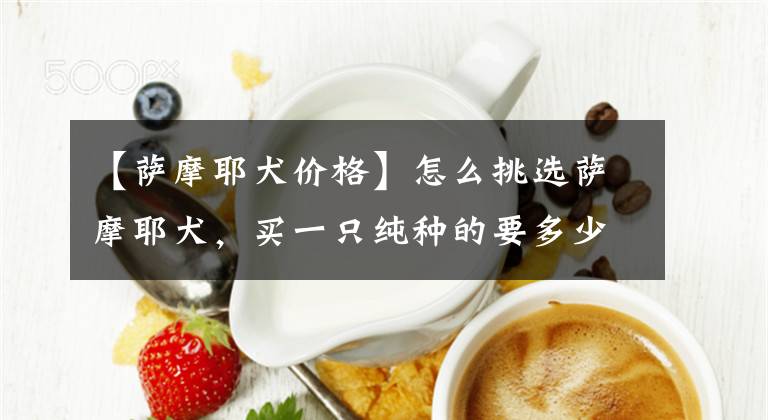 【萨摩耶犬价格】怎么挑选萨摩耶犬，买一只纯种的要多少钱，你知道吗？