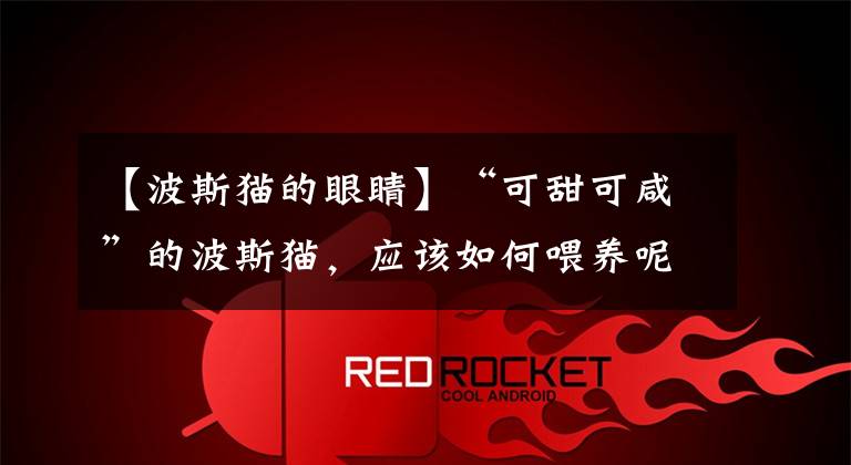 【波斯猫的眼睛】“可甜可咸”的波斯猫,应该如何喂养呢?爱猫的人士别错过