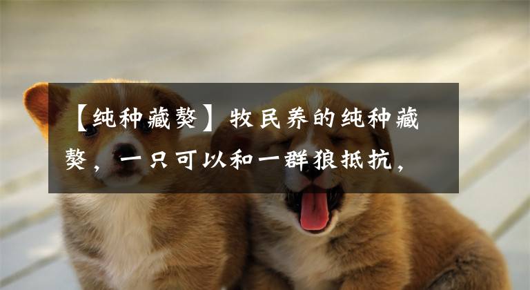 【纯种藏獒】牧民养的纯种藏獒，一只可以和一群狼抵抗，一点不怂，确实厉害