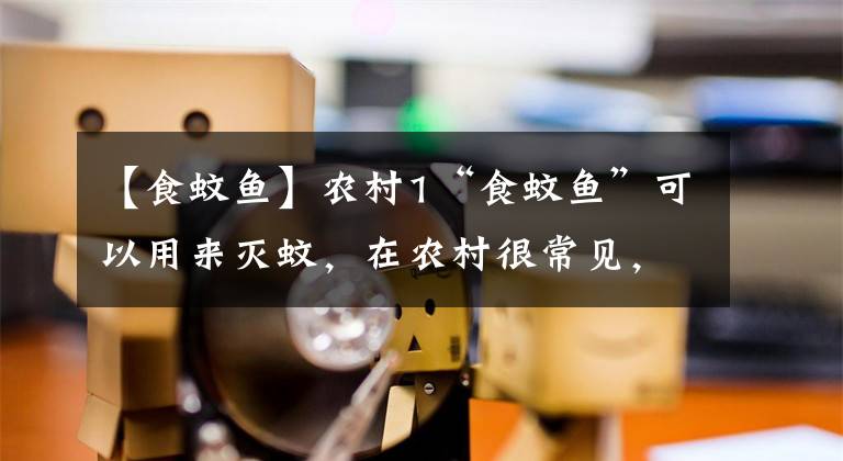 【食蚊鱼】农村1“食蚊鱼”可以用来灭蚊,在农村很常见,看完就明白