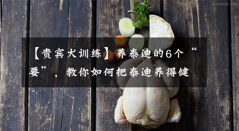 【贵宾犬训练】养泰迪的6个“要”,教你如何把泰迪养得健康又聪明