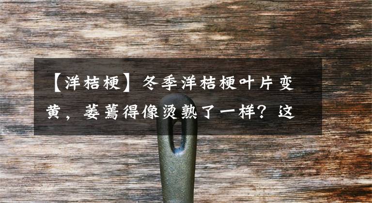 【洋桔梗】冬季洋桔梗叶片变黄,萎蔫得像烫熟了一样?这些管理要点要注意