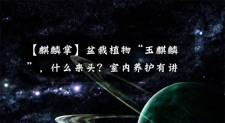 【麒麟掌】盆栽植物“玉麒麟”,什么来头?室内养护有讲究