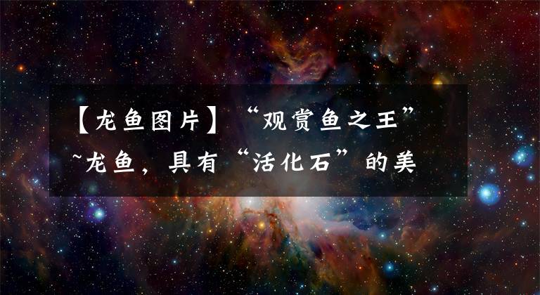 【龙鱼图片】“观赏鱼之王” ~龙鱼,具有“活化石”的美称