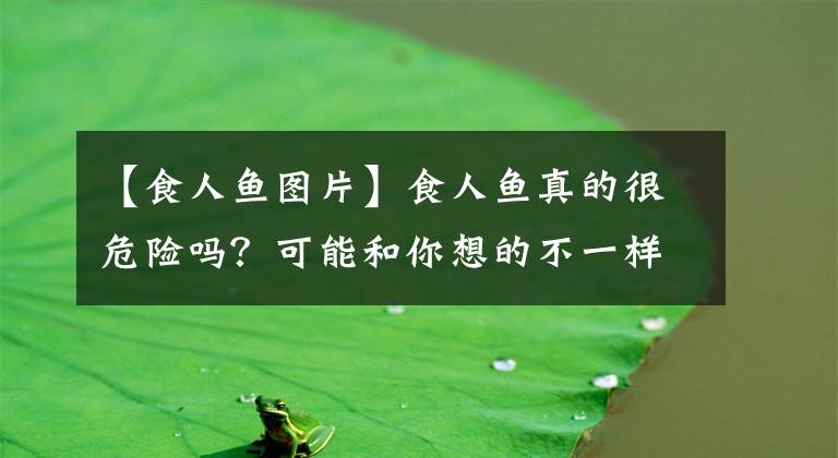 【食人鱼图片】食人鱼真的很危险吗?可能和你想的不一样,它们有些还是吃素的