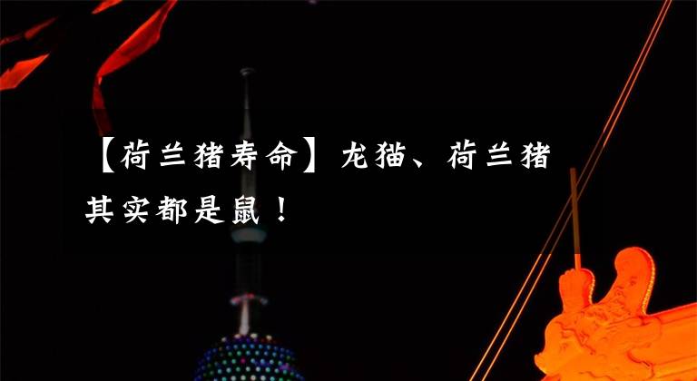 【荷兰猪寿命】龙猫、荷兰猪其实都是鼠！